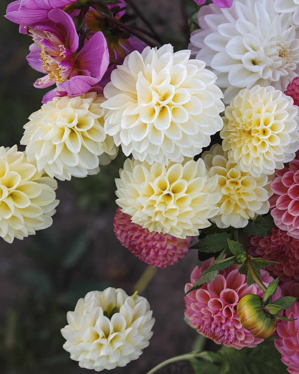 Creamy Dahlia Tuber