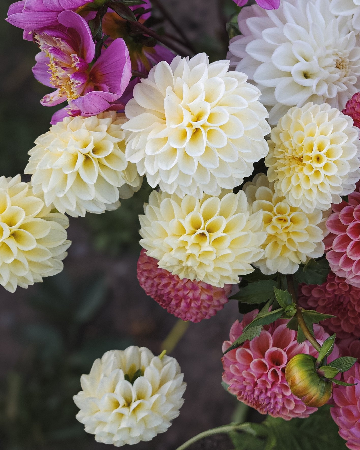 Creamy Dahlia Tuber