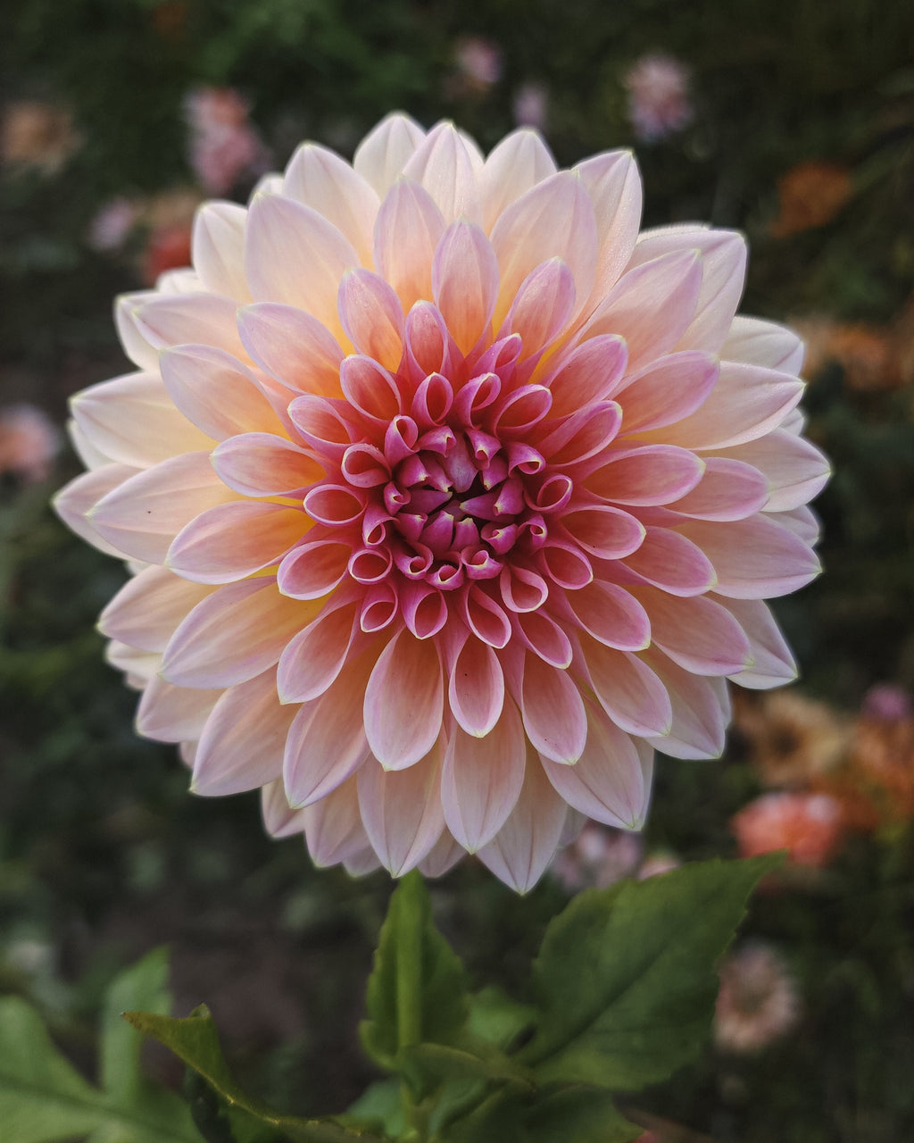 Castle Drive Dahlia Tuber