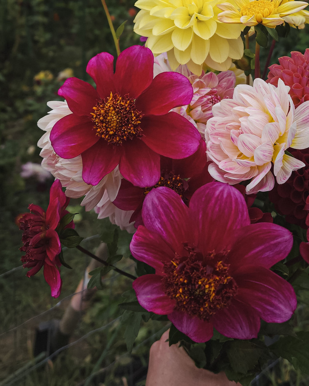 Rock Star Dahlia Tuber