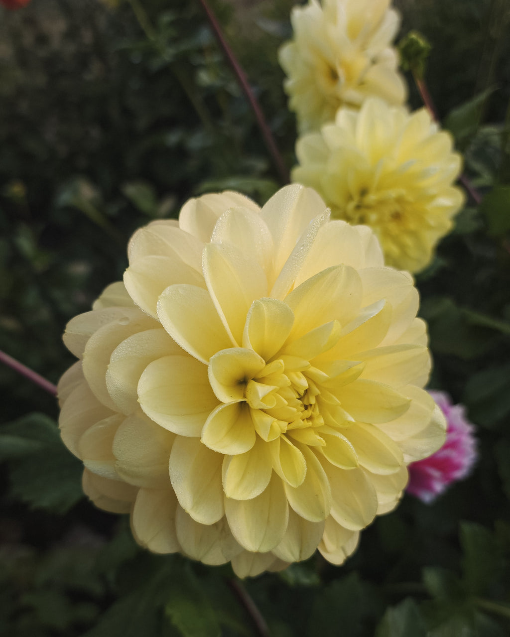 Day Dreamer Dahlia Tuber