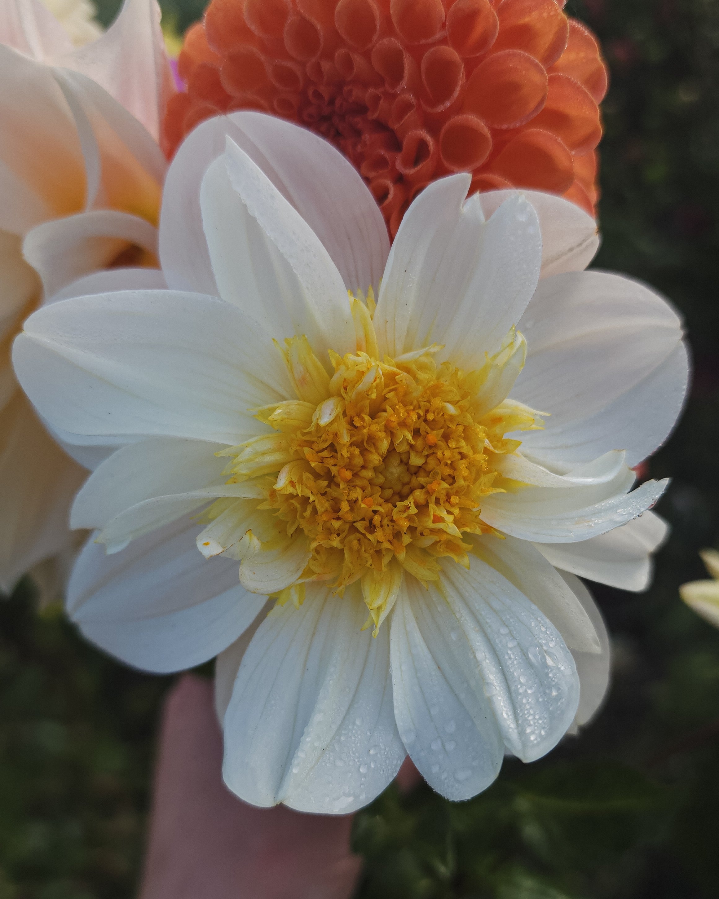 Platinum Blonde Dahlia Tuber