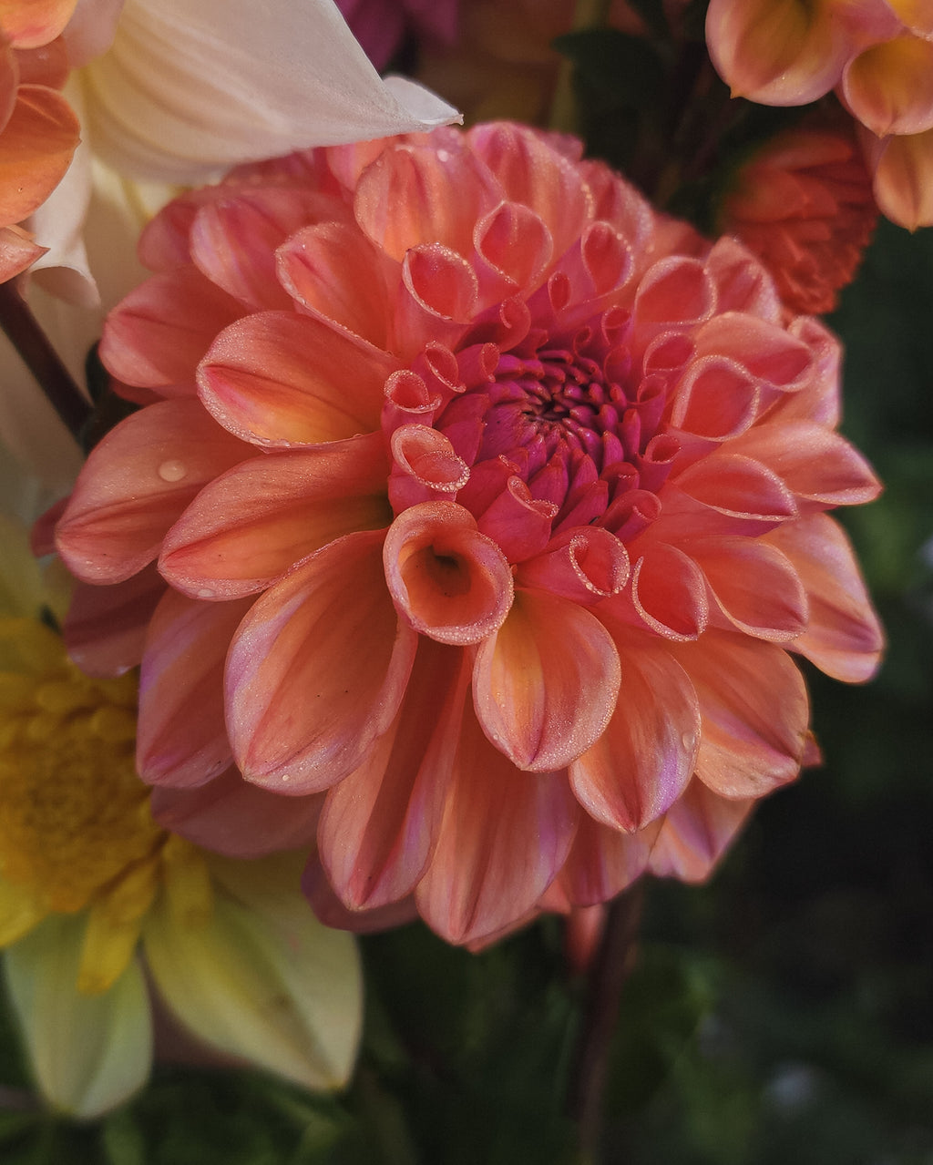 Ice Tea Dahlia Tuber