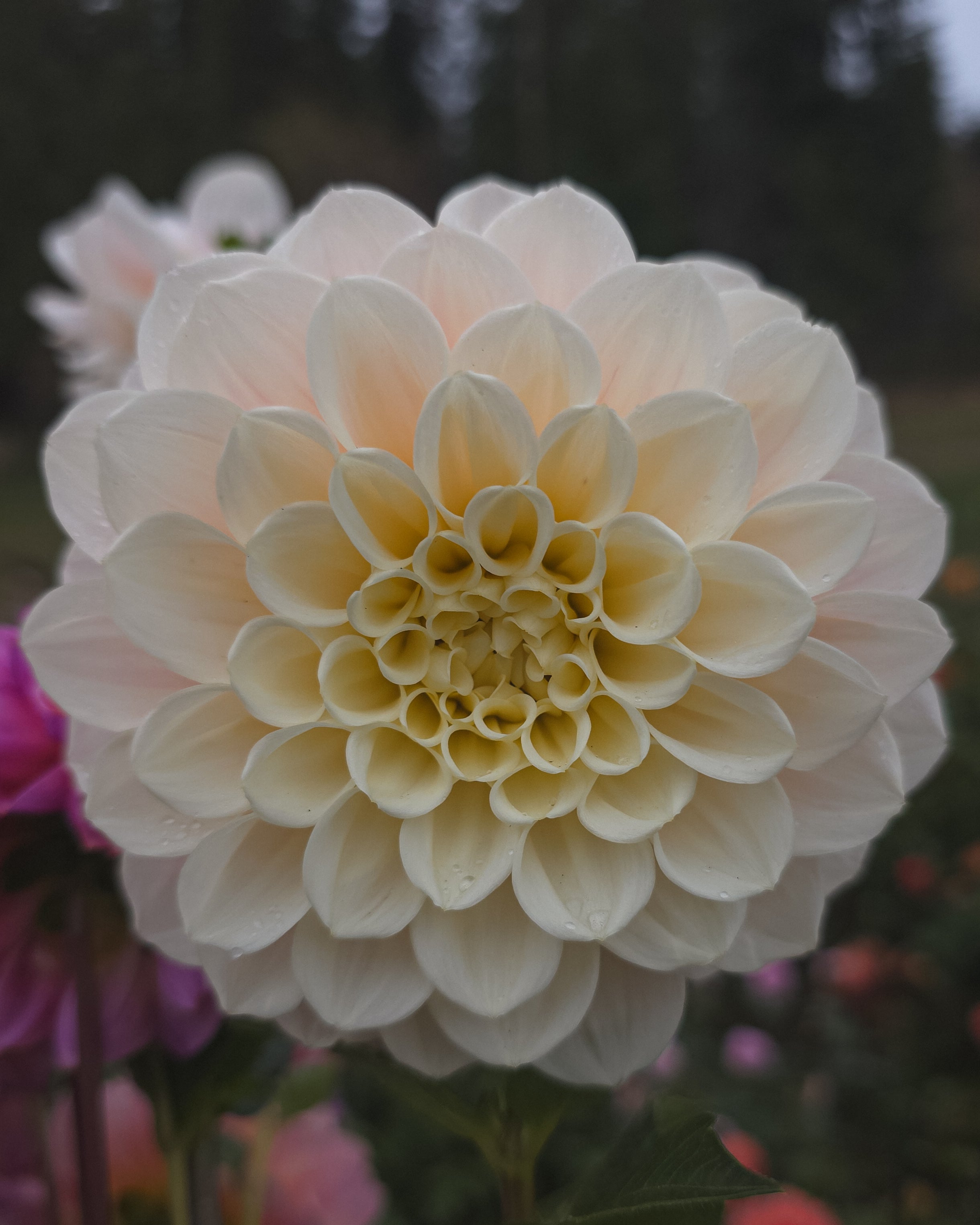 Sweet Nathalie Dahlia Tuber