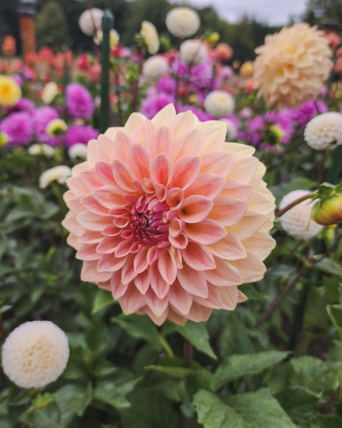 Bloomquist Alan Dahlia Tuber