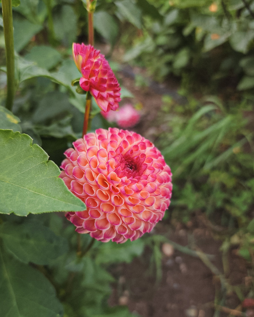 Burlesca Dahlia Tuber