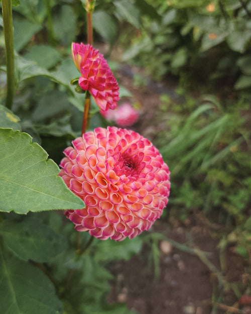 Burlesca Dahlia Tuber