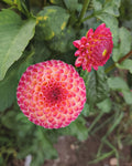 Burlesca Dahlia Tuber