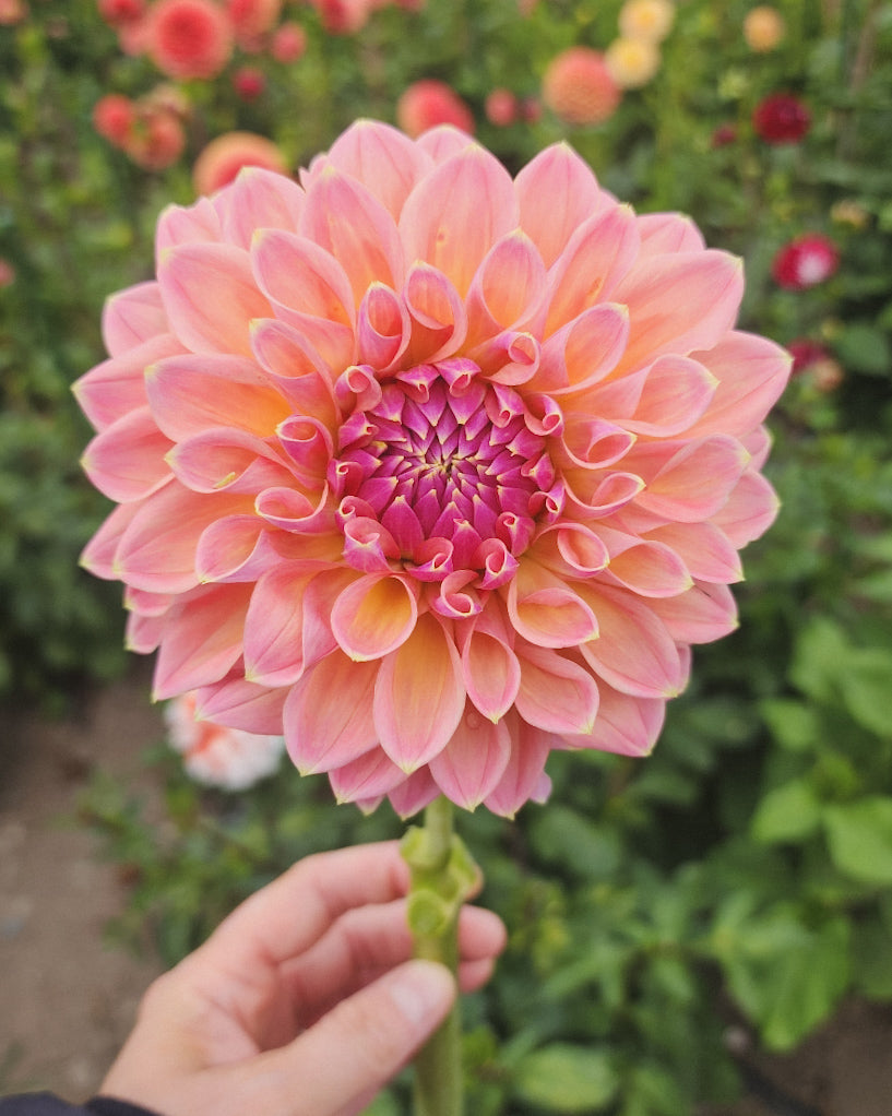 Castle Drive Dahlia Tuber