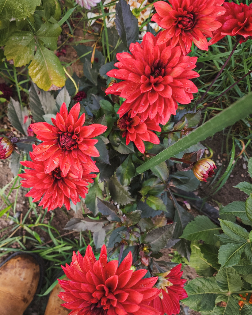 Danique Dahlia Tuber