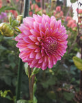 Bloomquist Mojo Dahlia Tuber