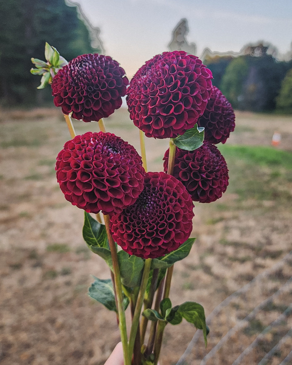 Moor Place Dahlia Tuber