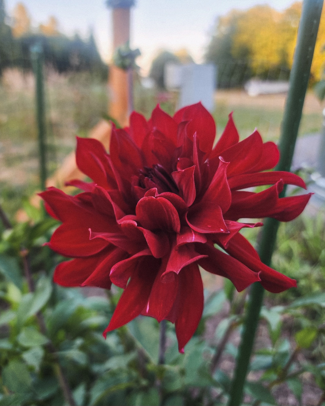 No ID Red Dahlia Tuber