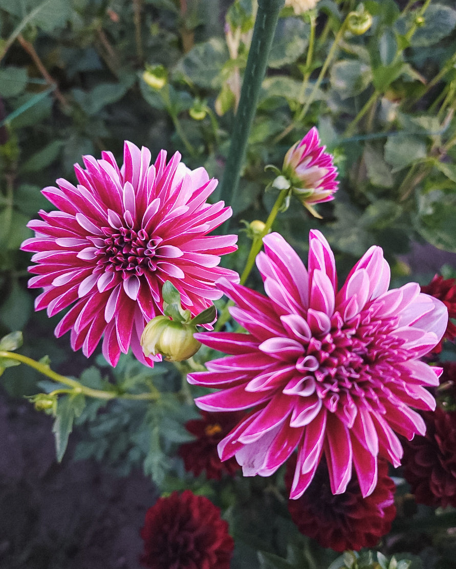 Salish Twilight Girl Dahlia Tuber