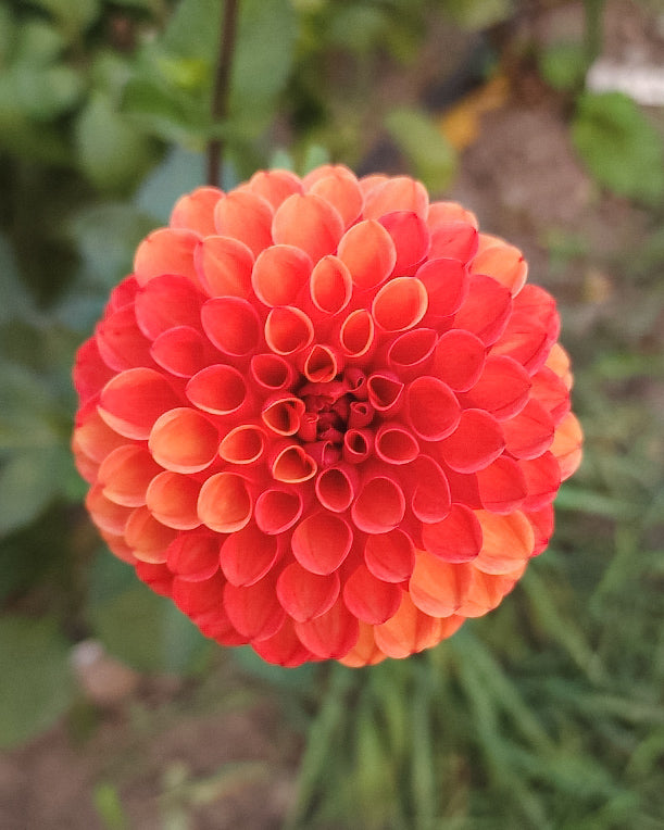 Valley Rust Bucket Dahlia Tuber
