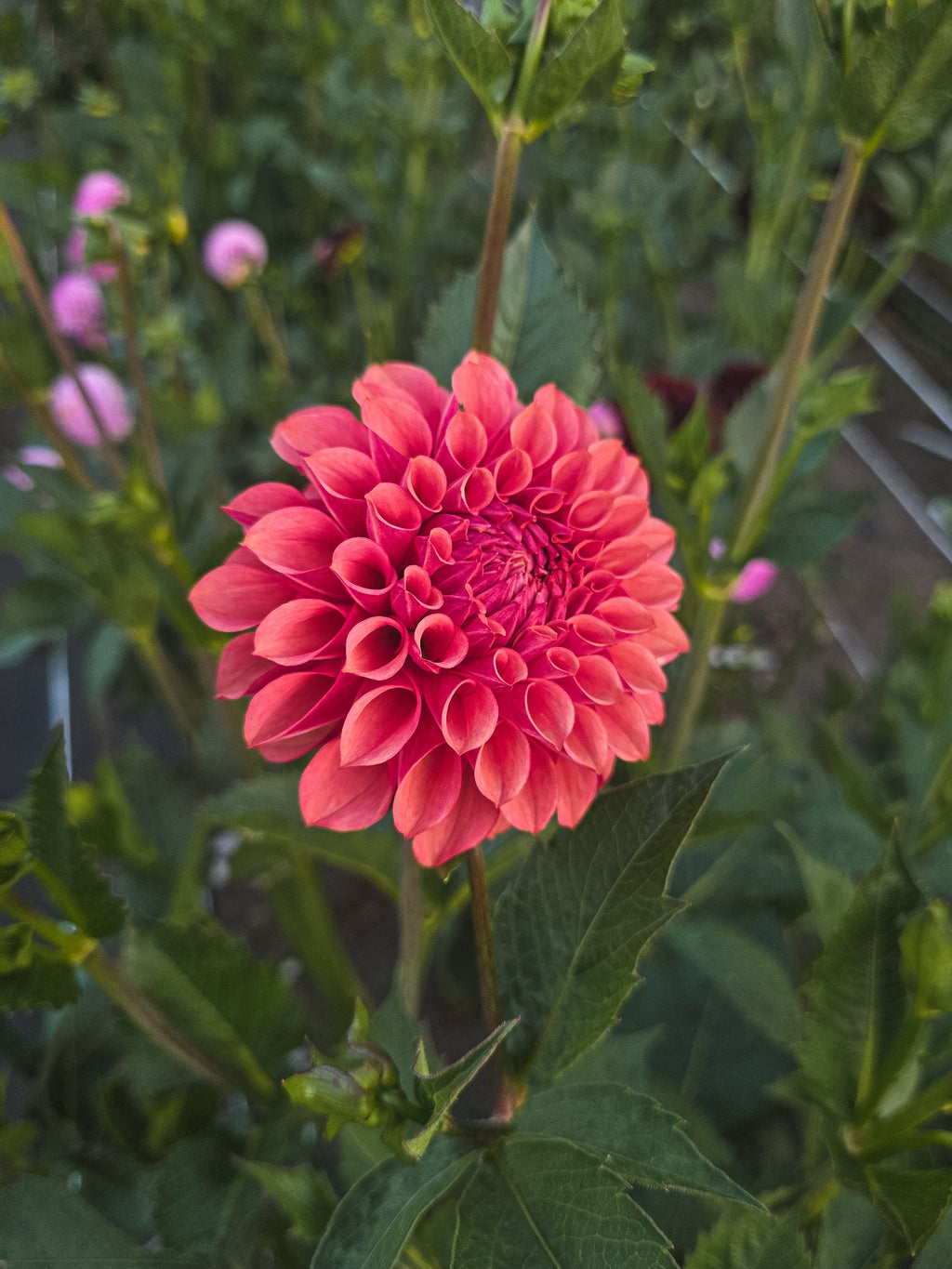 Burfoot Desert Rose
