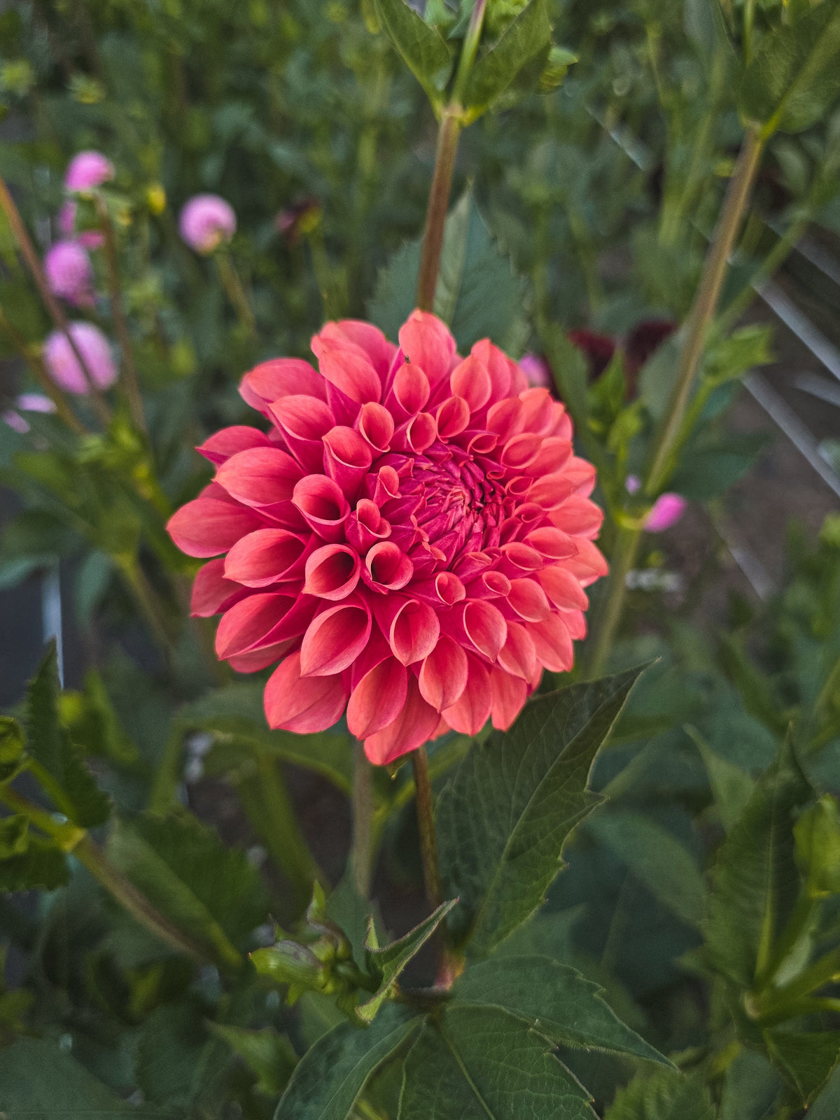 Burfoot Desert Rose