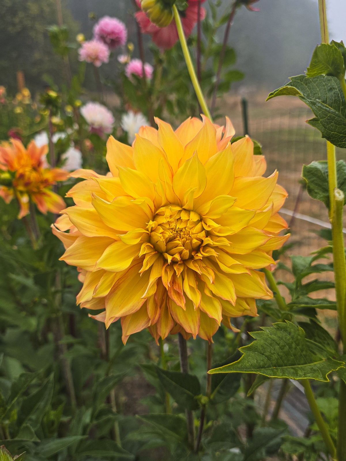 Camano Honey