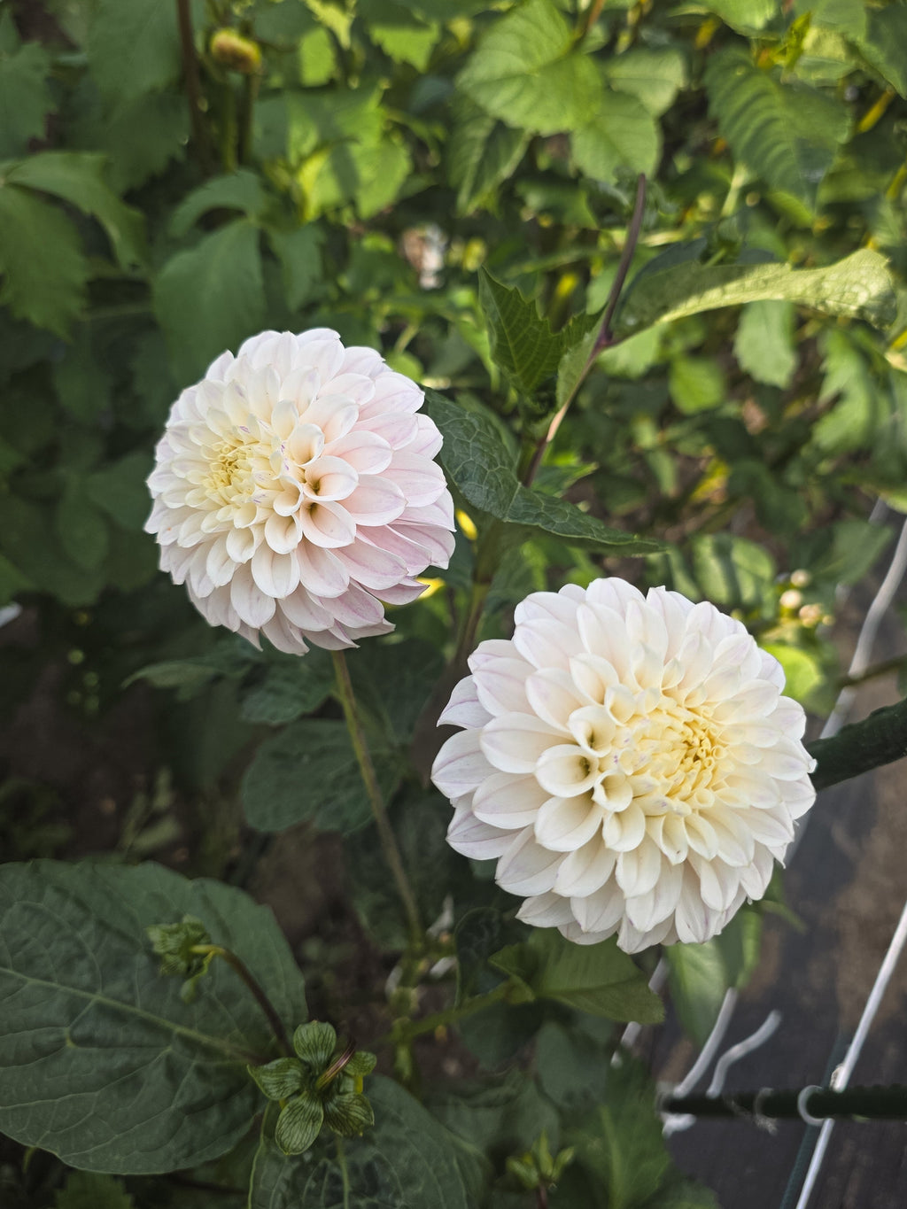 Bell's Caledonia