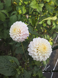 Bell's Caledonia