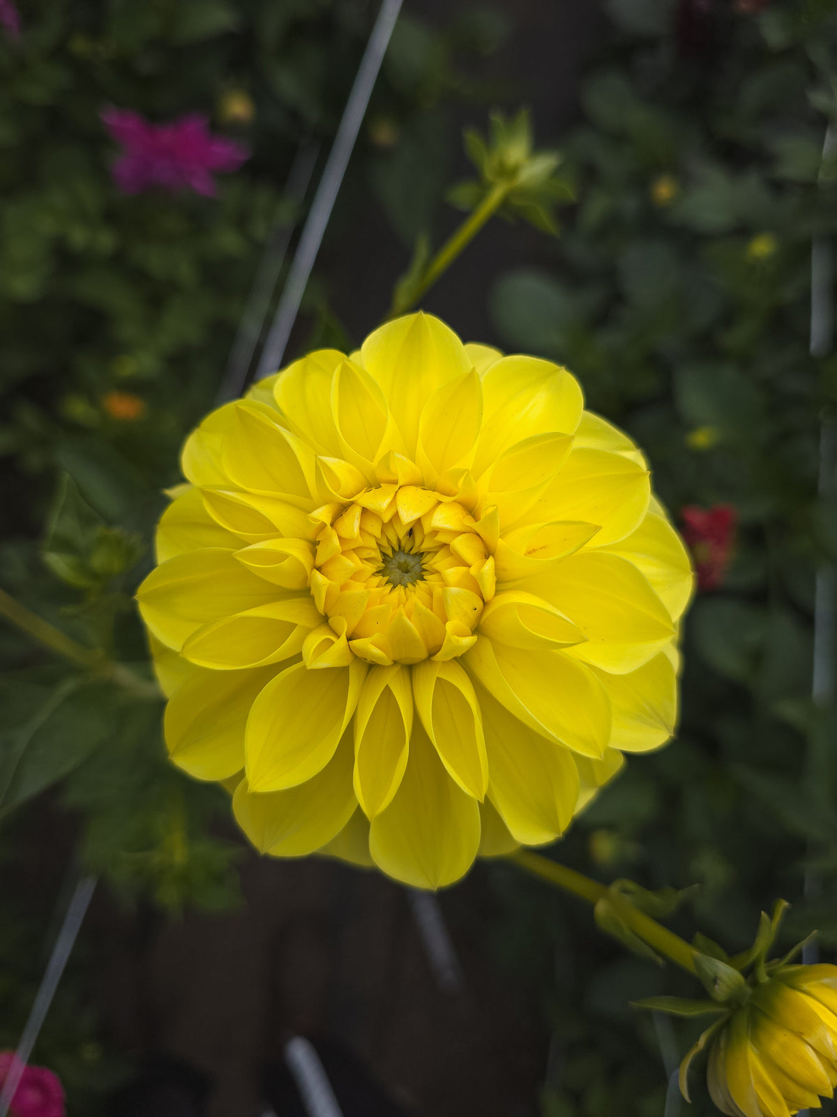 NOID Yellow