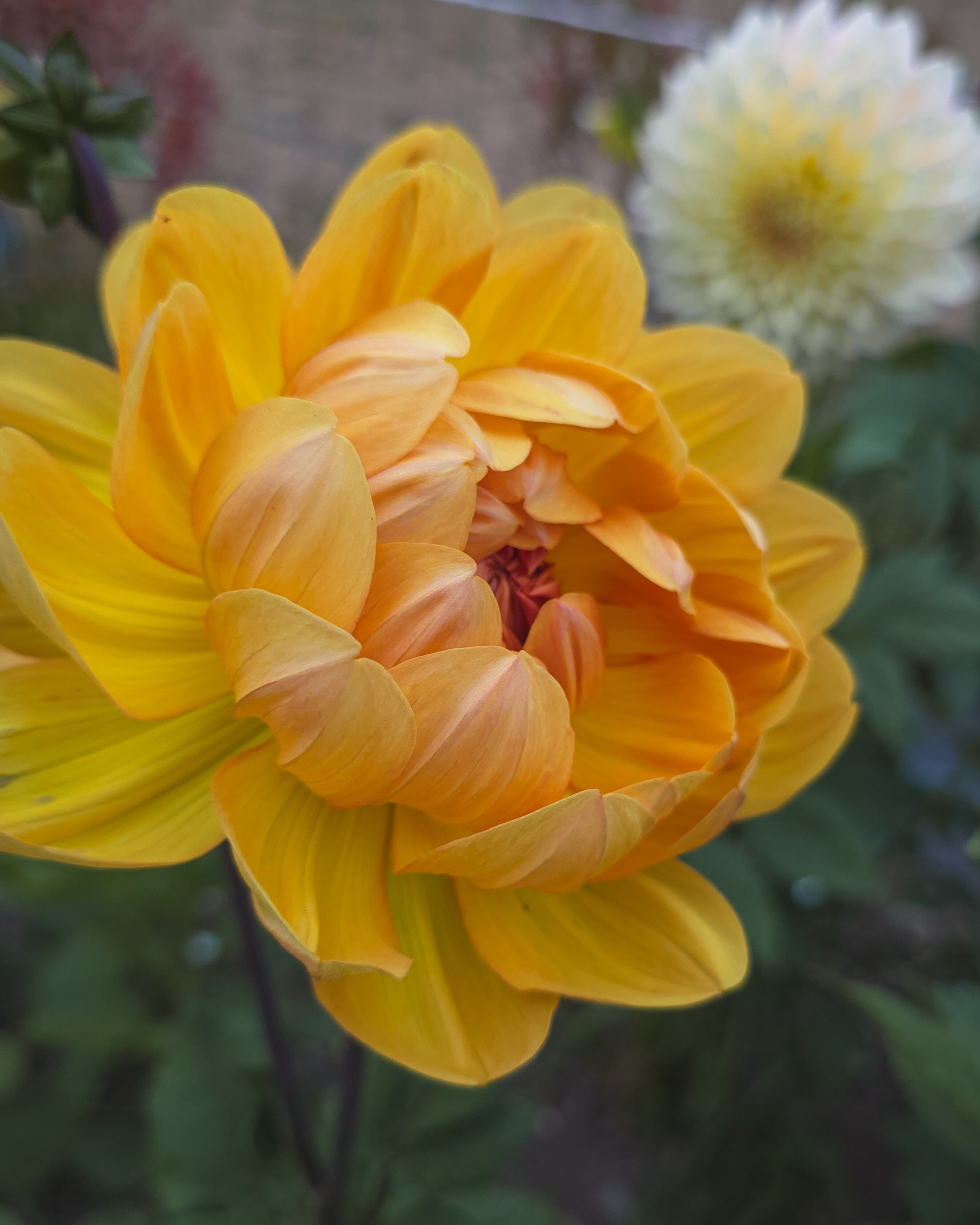 Hollyhill Honeygold