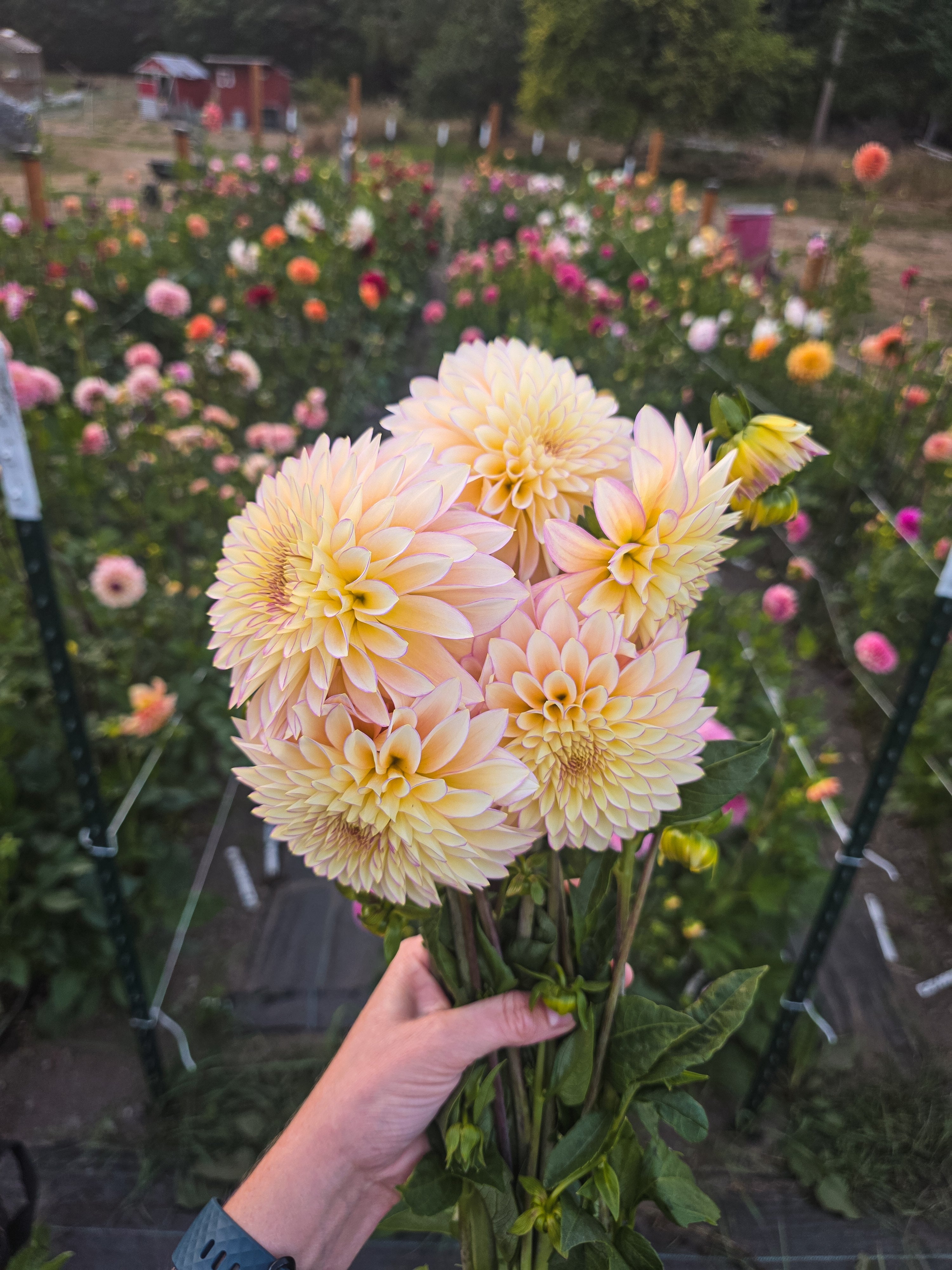 Bloomquist Blush