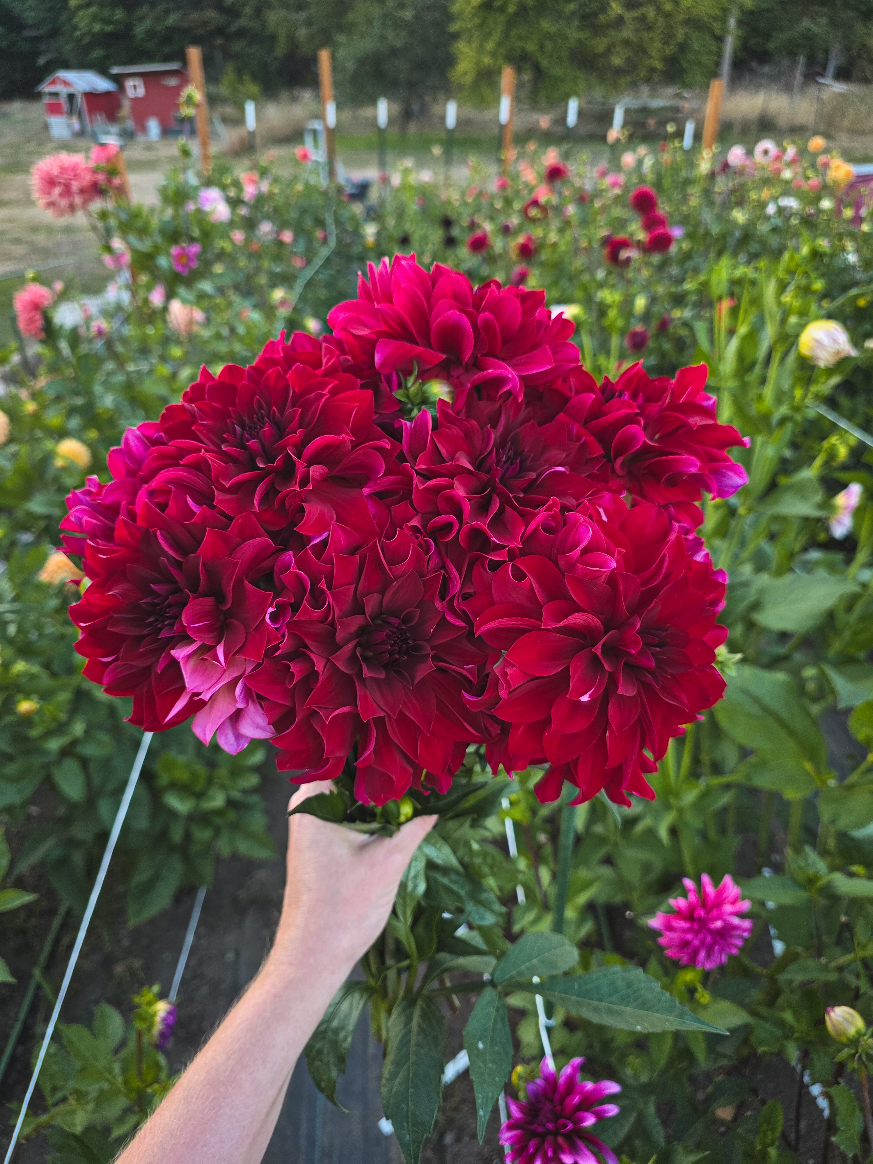 Harvey's Red Gem