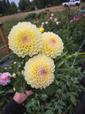 Winholme Diane