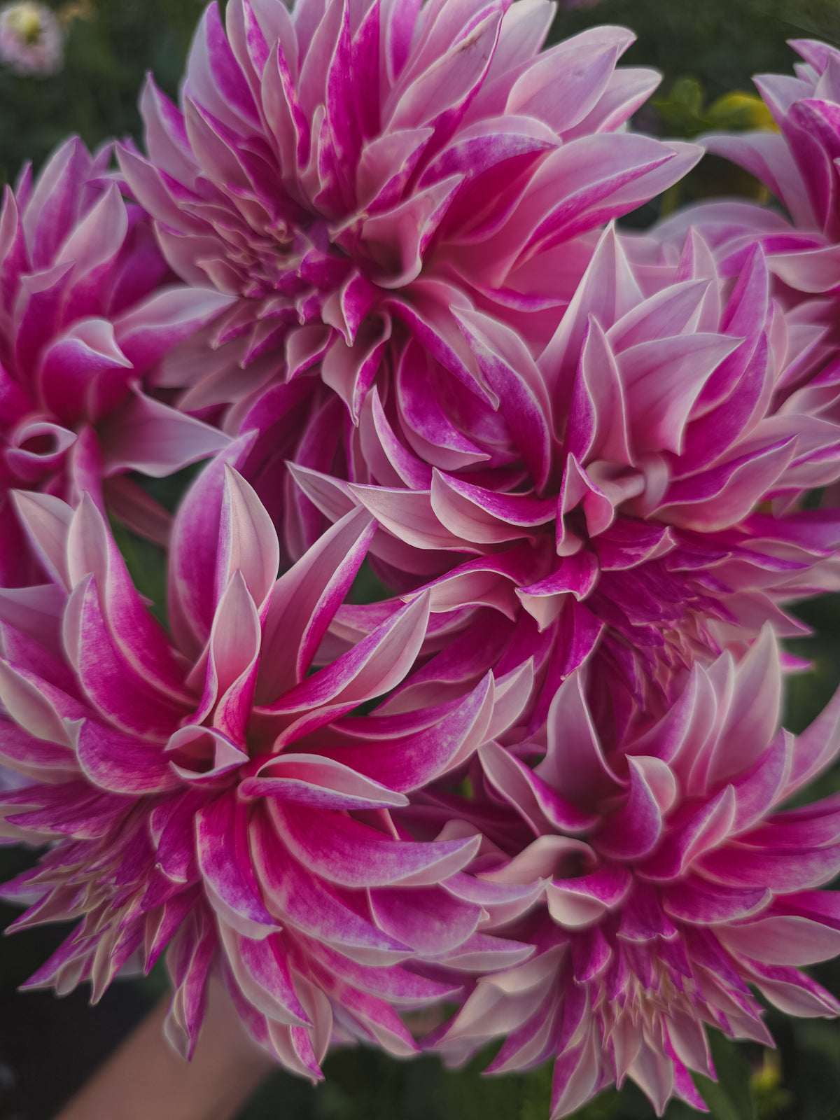 River's Artichoke