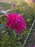 Salish Winds