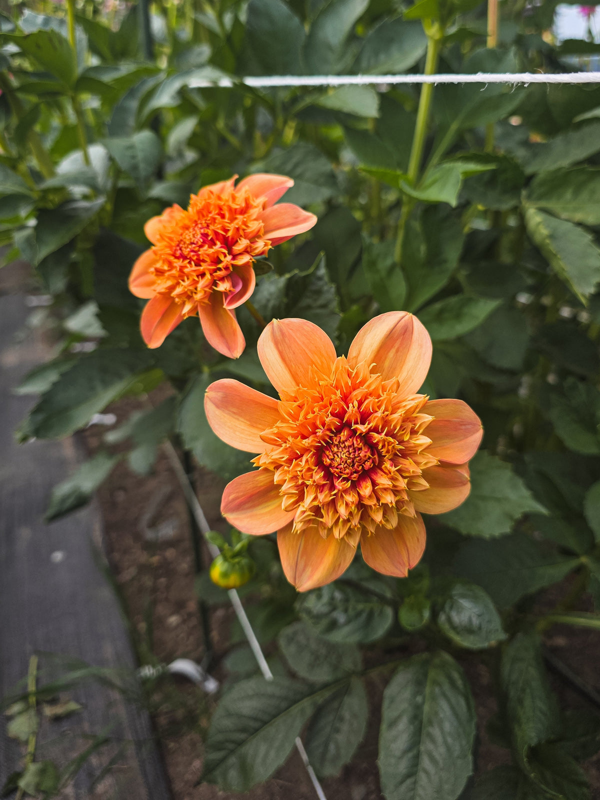 Sandia Brocade