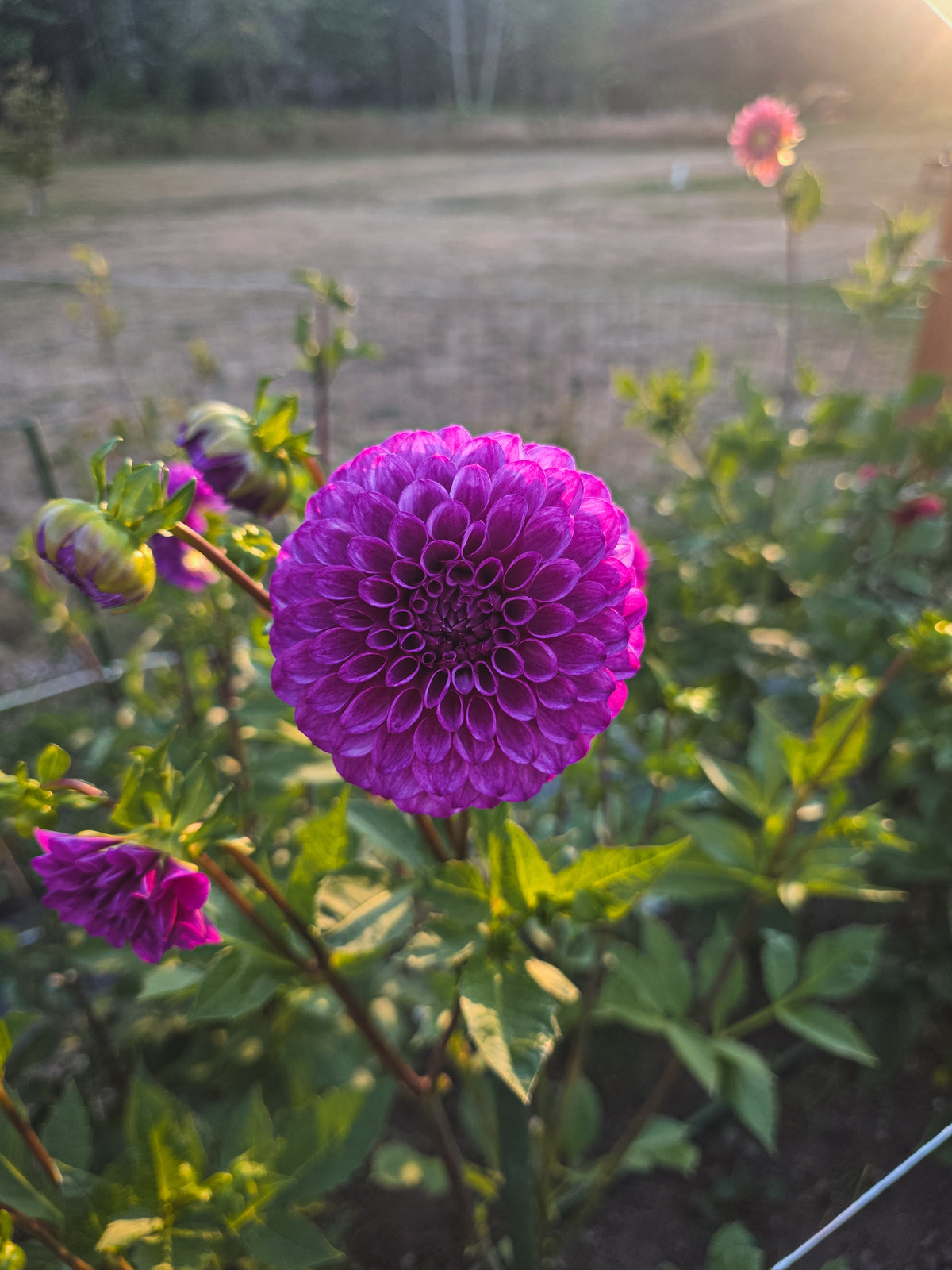 Robann Royal