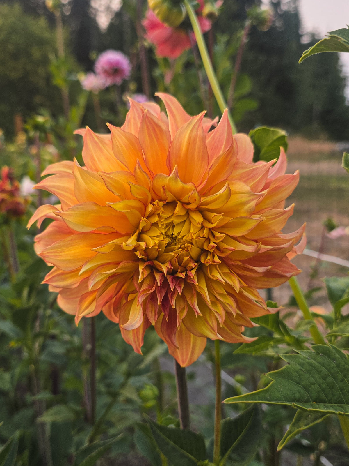Camano Honey