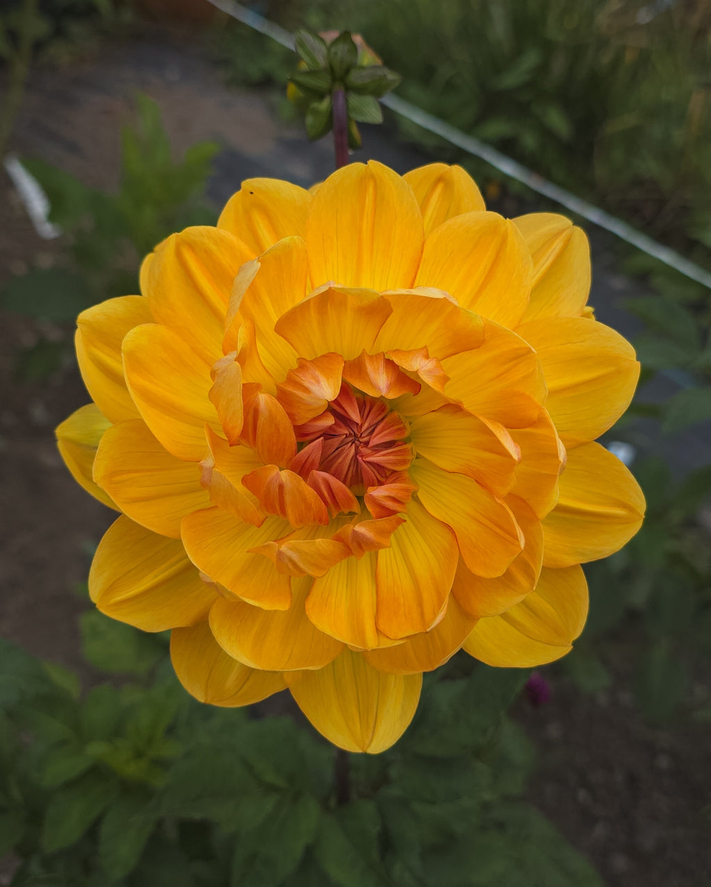 Hollyhill Honeygold