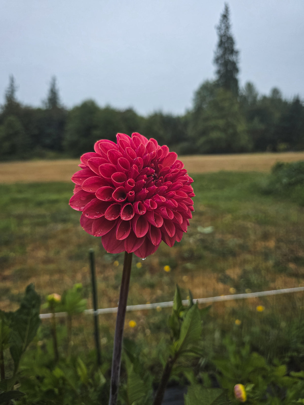 KA's® Keltie Cherry