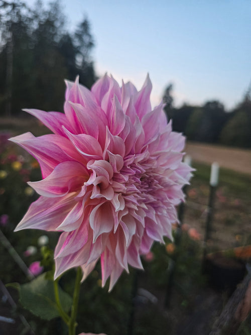 Café au Lait Royal