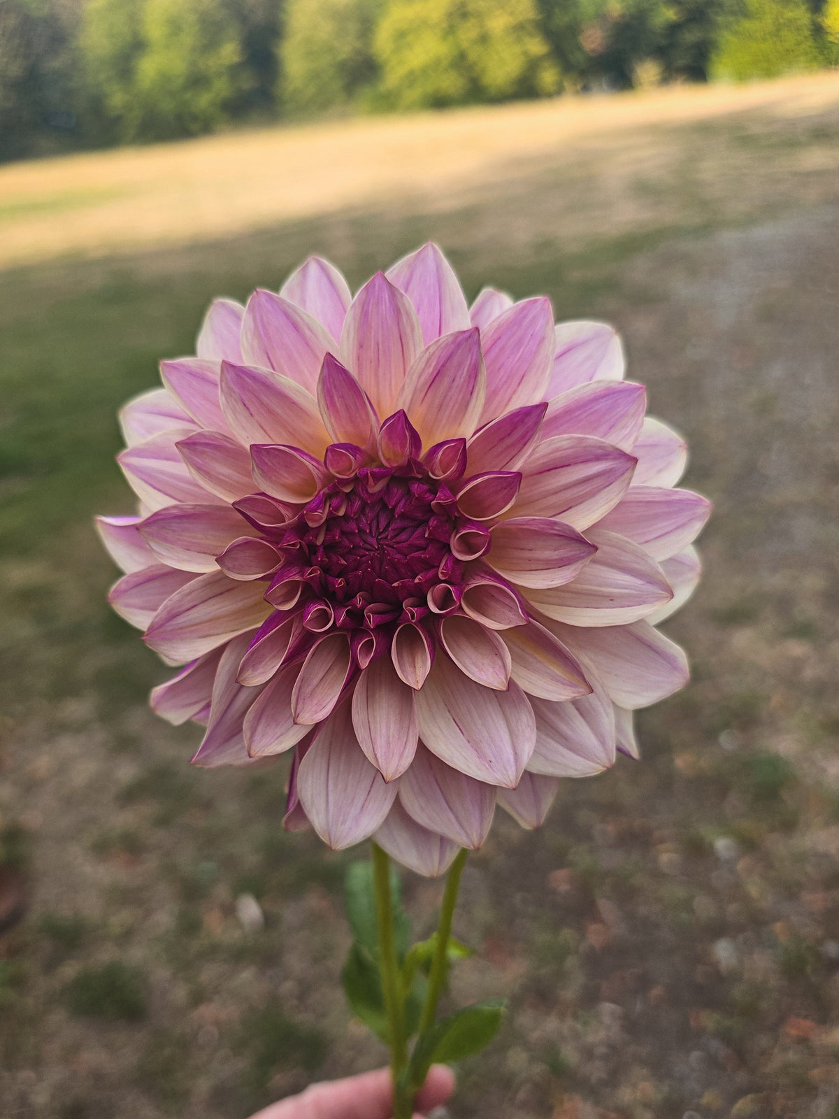 KA's® Cafe Mauve