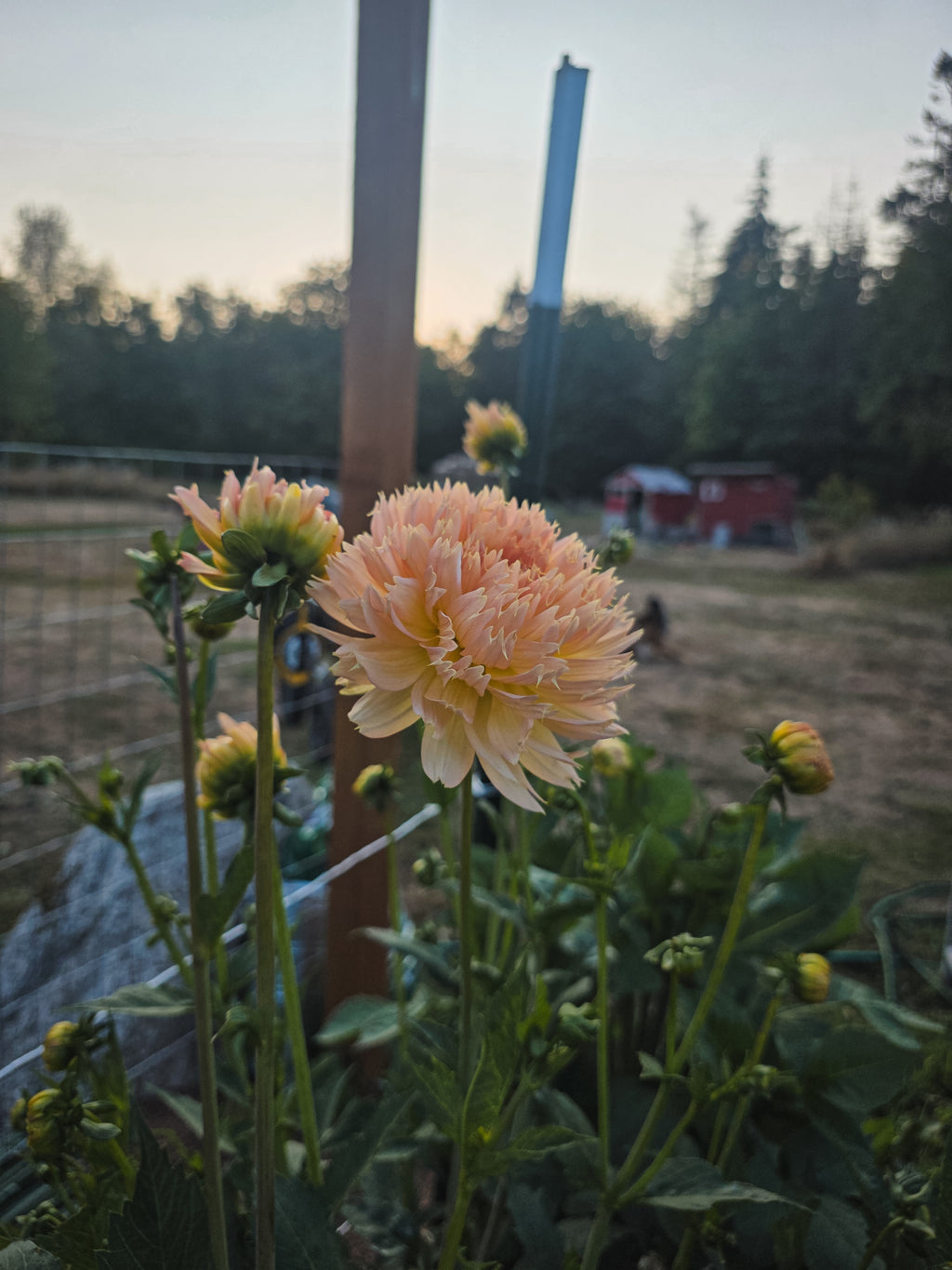 Lakeview Peach Fuzz