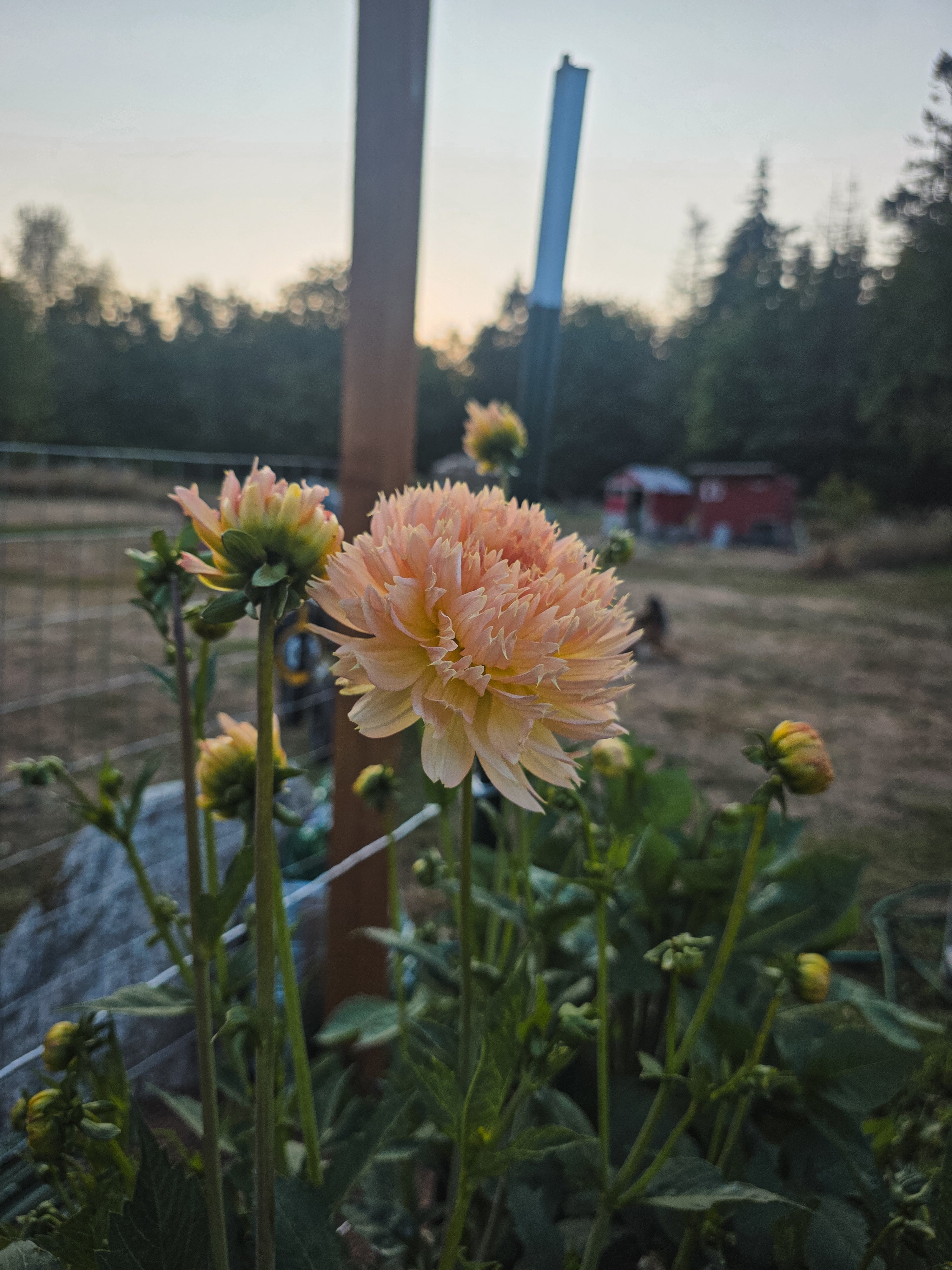 Lakeview Peach Fuzz