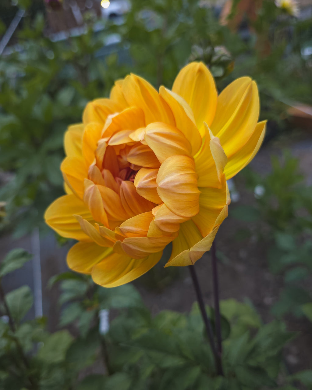 Hollyhill Honeygold