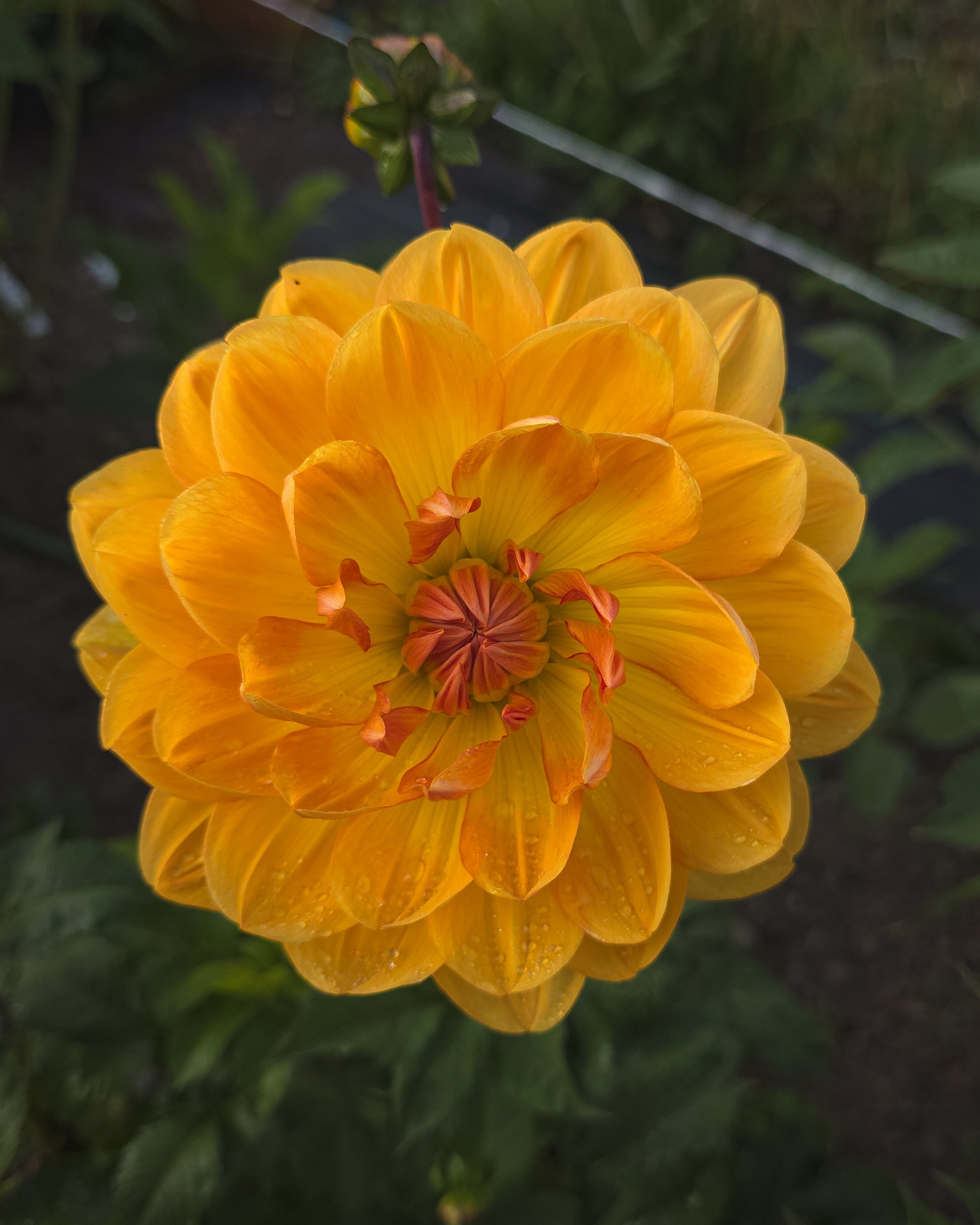 Hollyhill Honeygold