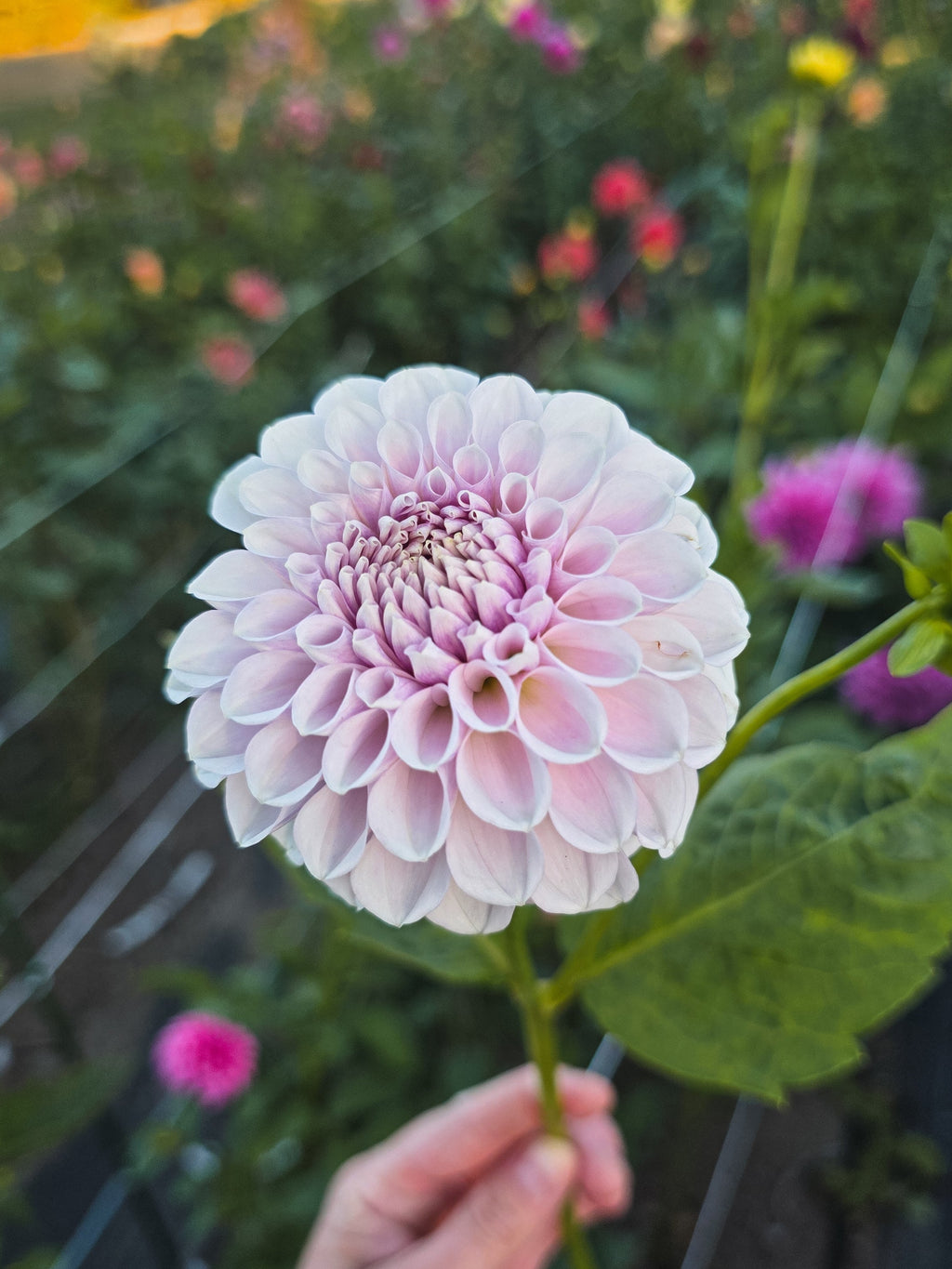 Eden's Blush On