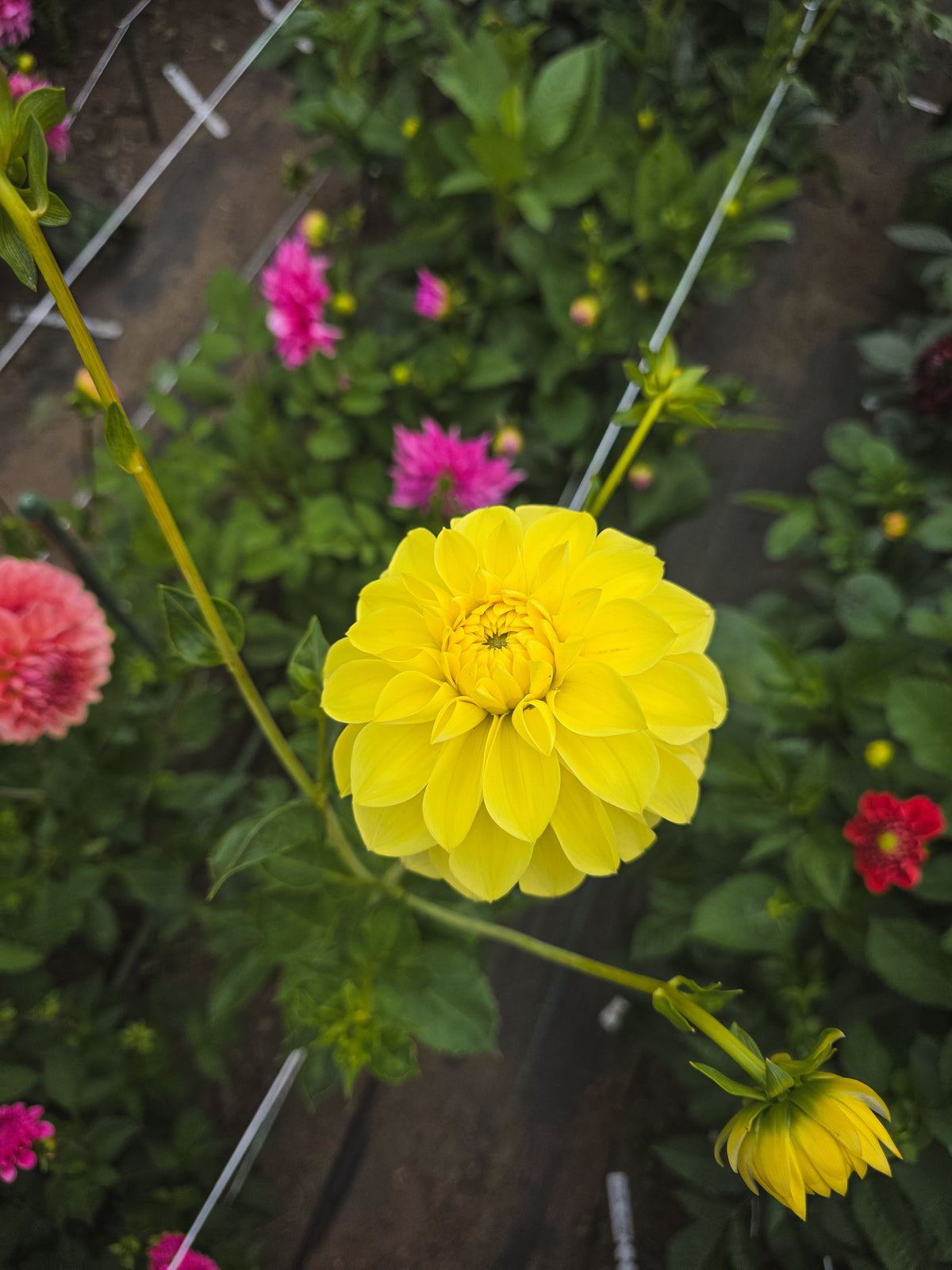 NOID Yellow