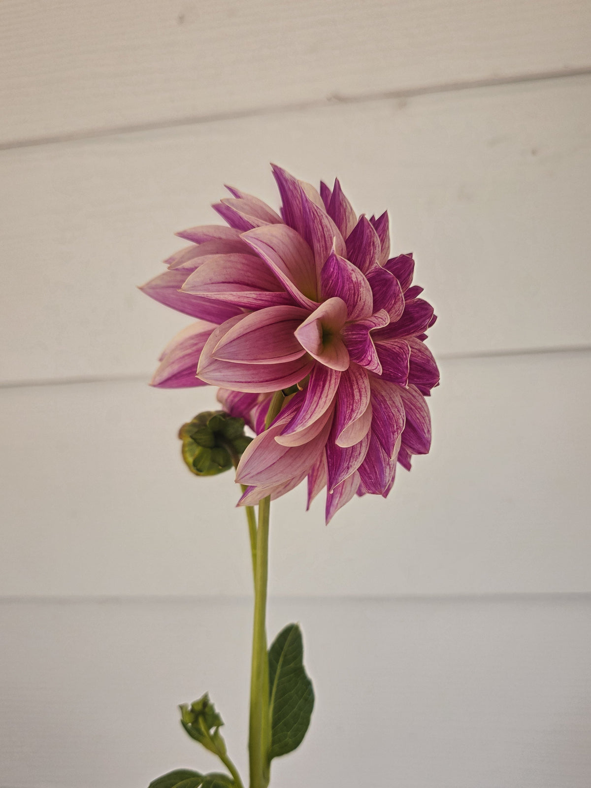 KA's® Cafe Mauve