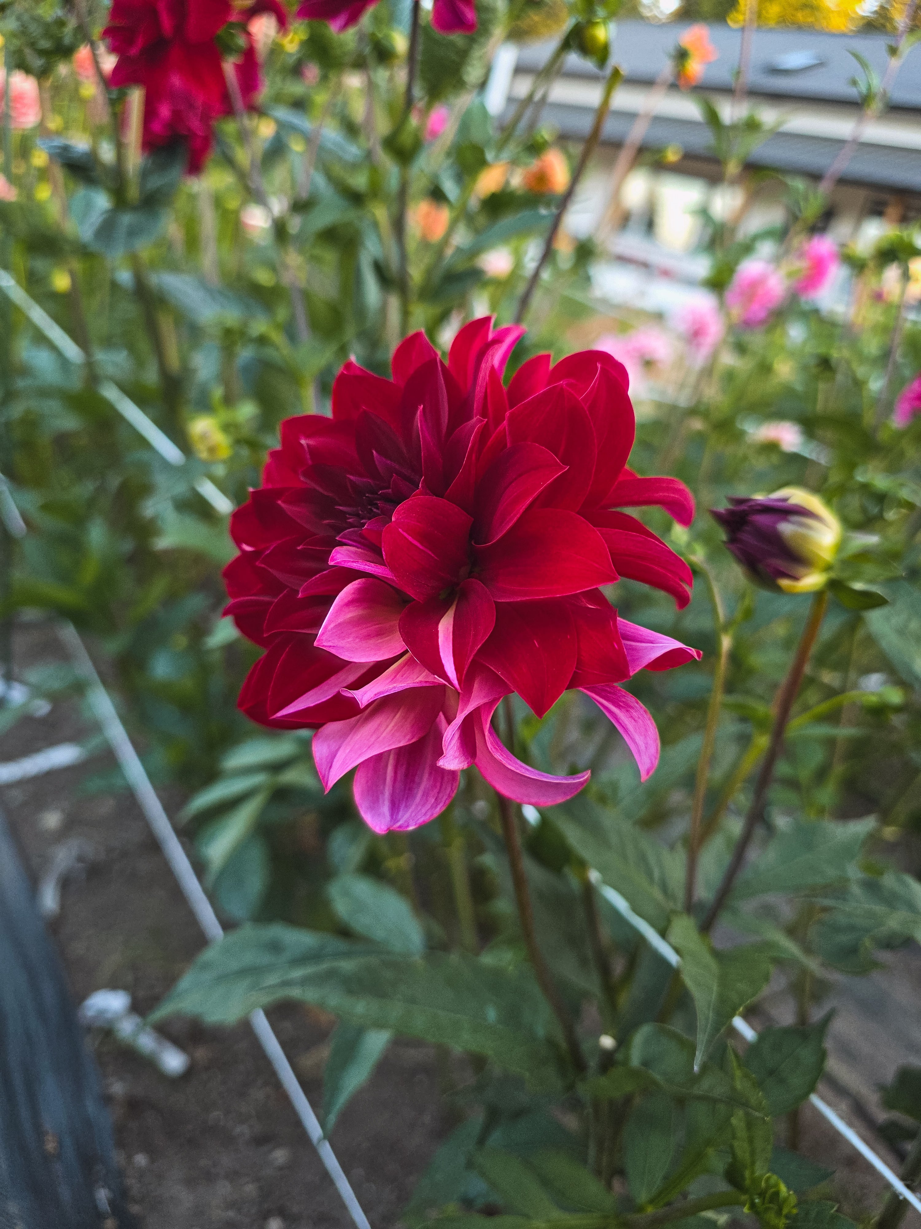 Harvey's Red Gem