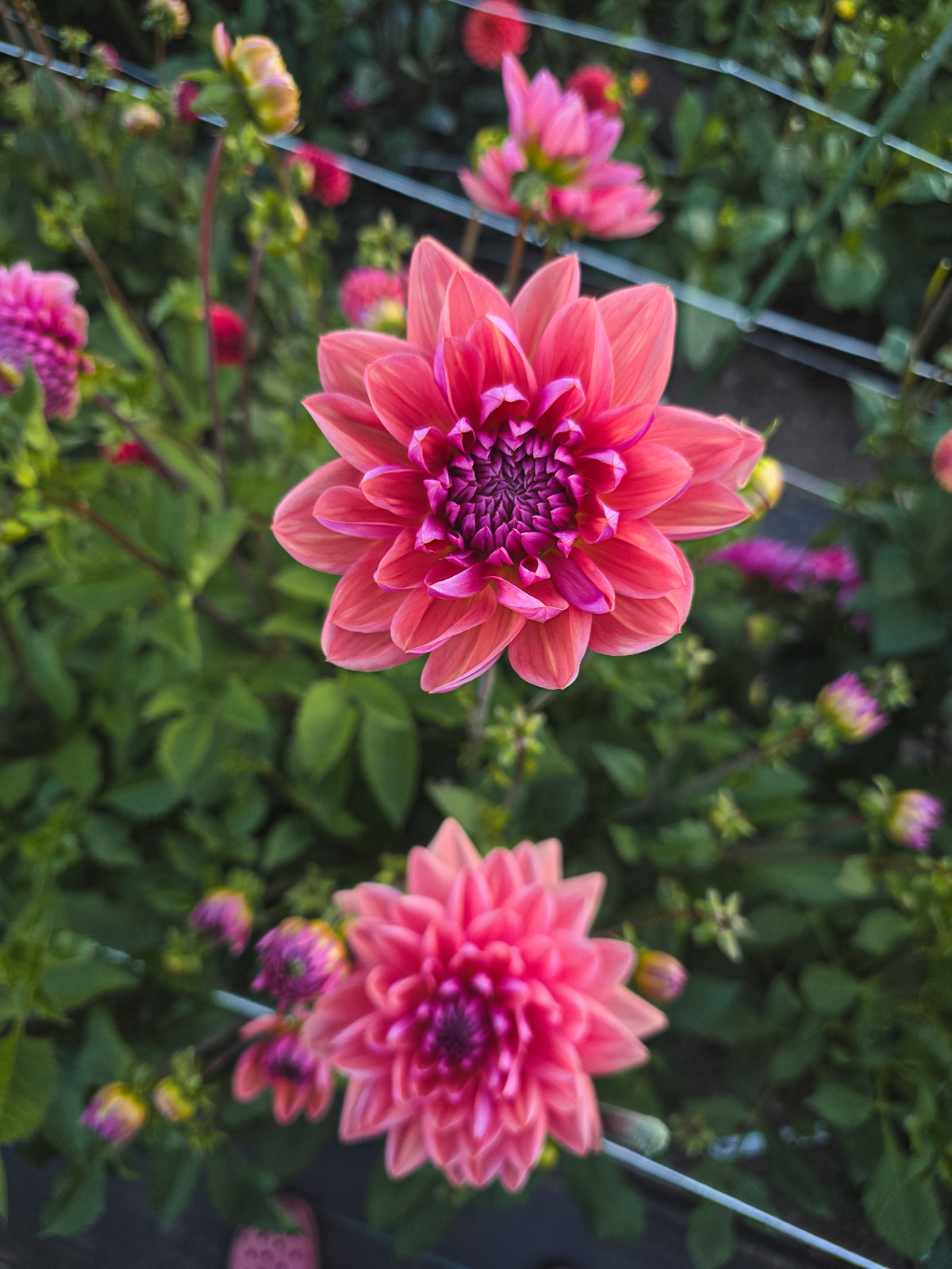 Dutch Pearl
