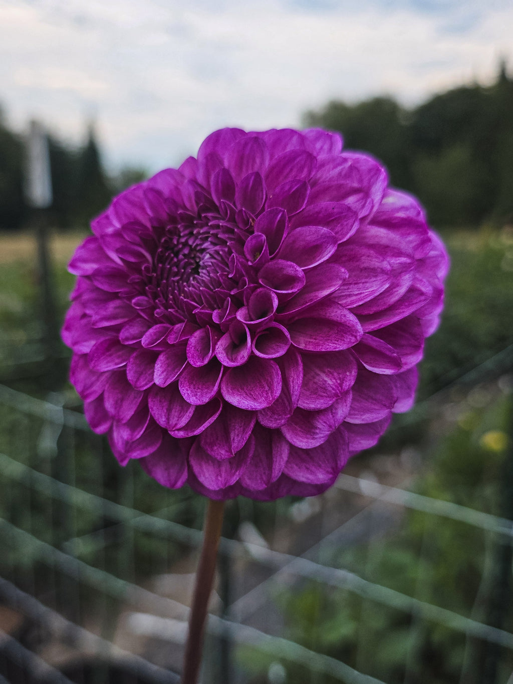 Robann Royal