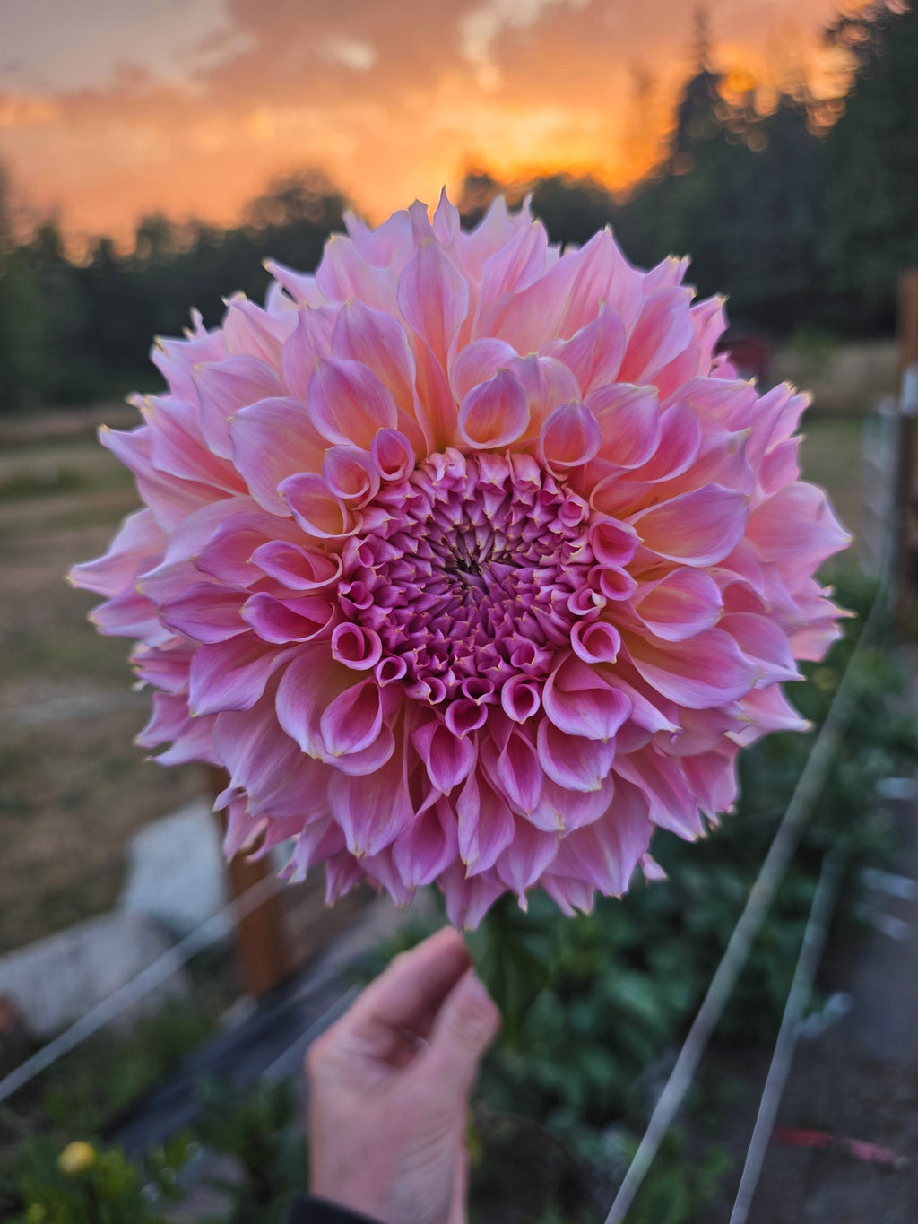 Lee's Pink Grapefruit