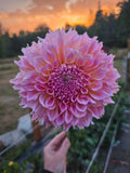 Lee's Pink Grapefruit